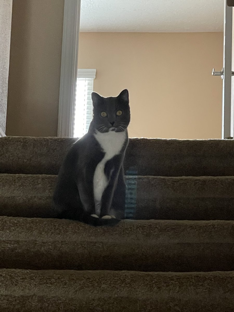 DomOddo15's tweet photo. Everyone please wish the happiest of birthdays to my kitty Chini who is turning 3 today❤️❤️❤️ https://t.co/3wgkpW1gJD