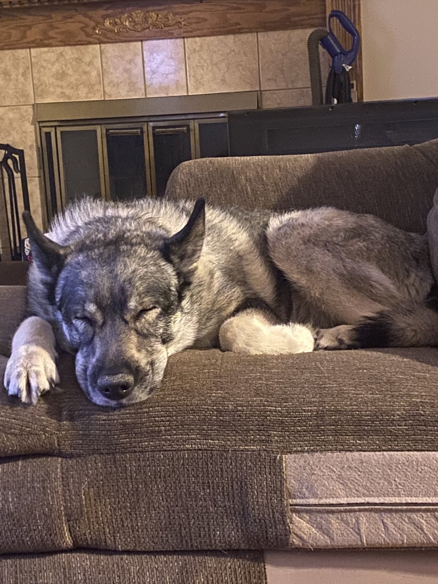 ChristieRose21's tweet photo. COVID recovery means all of us isolated for now. Girl is confused. #COVID #COVIDrecovery https://t.co/IUR2nYdDsE