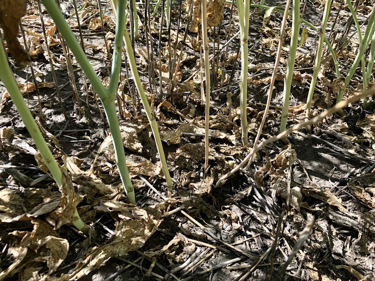klimek_karen's tweet image. The perfectly consistent spacing in this Pelta-treated planted canola satisfies my OCD!  No multiples! Close to 100% seed survivability! @syngentacanada #peltasizemyseed #fieldperformance @canterraseeds