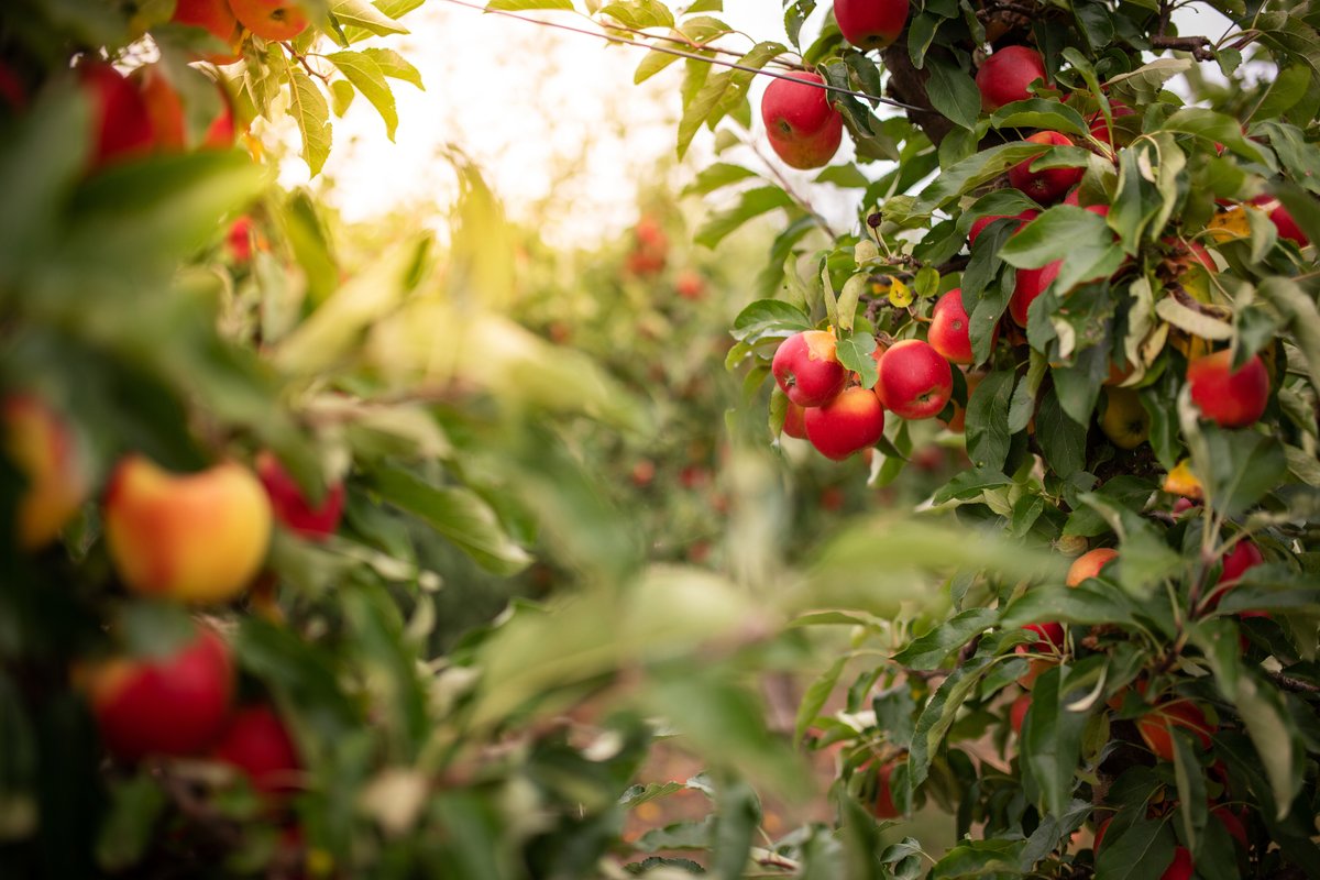 timeanddate's tweet photo. Welcome, #September, the 9th month in our modern calendar! The word September comes from ancient Rome: Septem in Latin means seven. Why is it the 9th month of the year and not the 7th?

https://t.co/dVQweJODUy

📷 : Apple harvest season starts in Sept. ©https://t.co/Id6VKyC7lT https://t.co/RZsq1tLHz9
