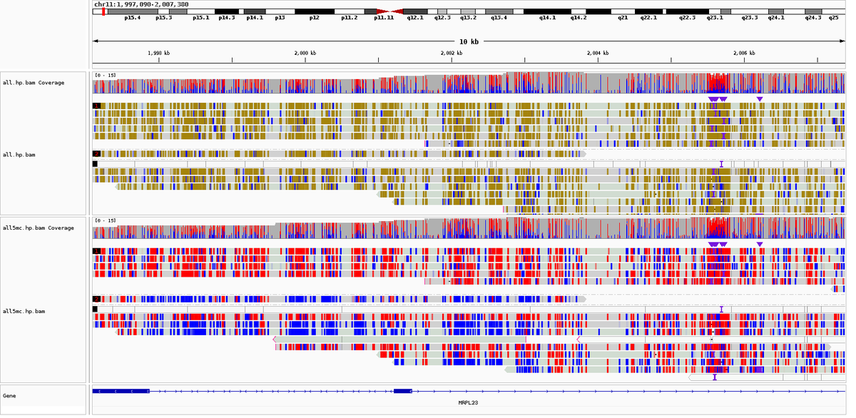 adbeggs's tweet photo. Here's something fun for geeky geneticists like me - phased 5-methylcytosine (bottom) and 5-hydroxymethylcytosine (top) from @nanopore whole genome sequencing on a Promethion run... next up going to try some phased 6-mA on DNA and RNA https://t.co/hFYpATWKlH