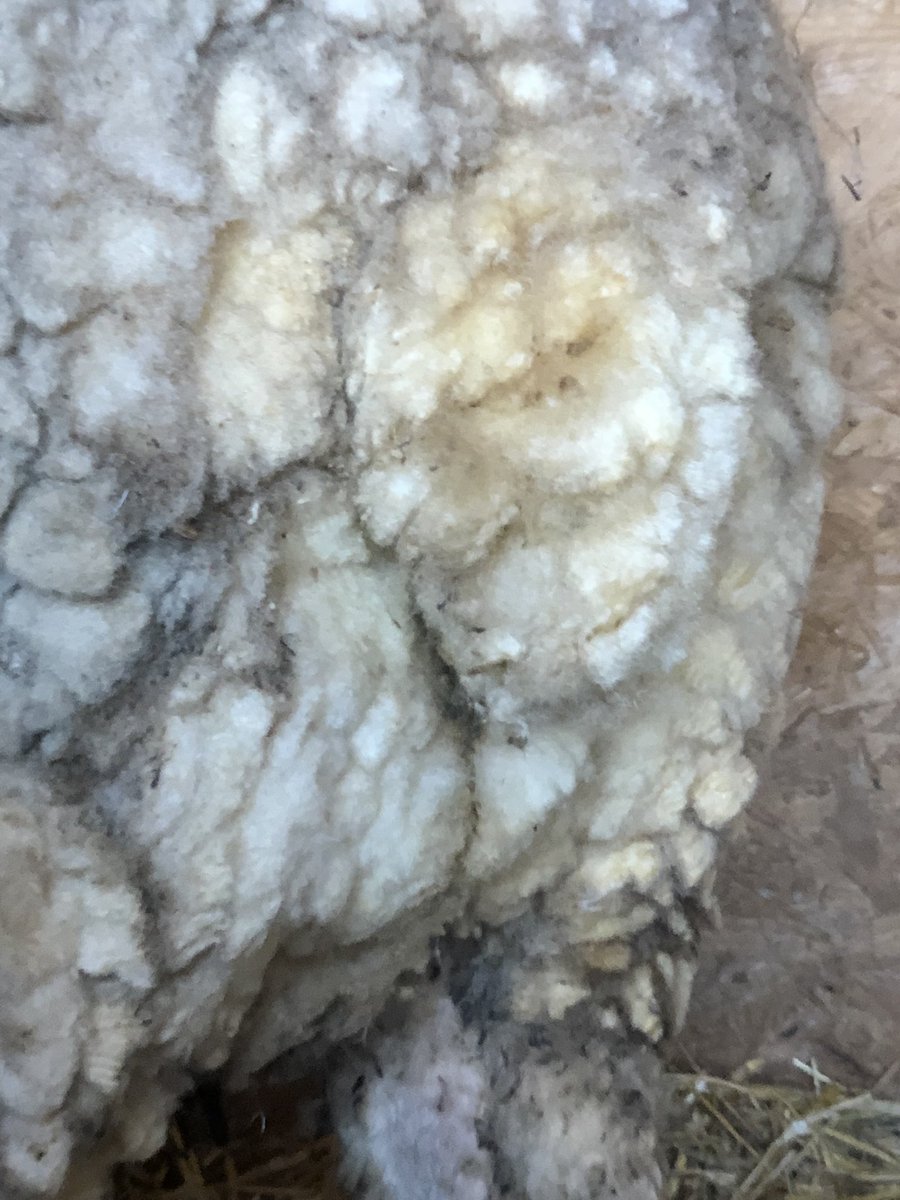 ghmd's tweet photo. Dagging sheep, aka removing โjewelsโ of poo from around the back end! Set the world record! One an hour!!#sheep #dagging #poo https://t.co/0YLxnTTiSw