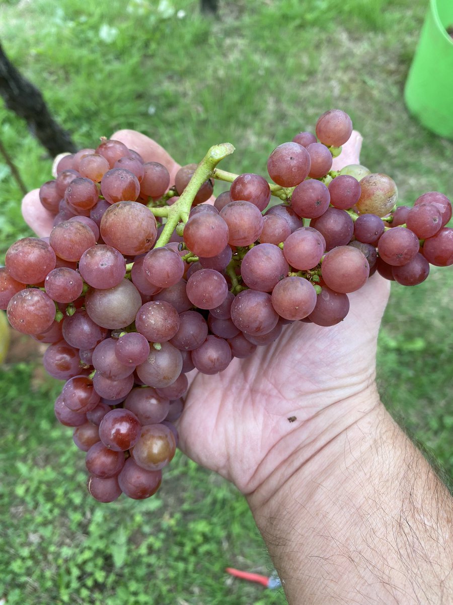 vines_the's tweet photo. #Harvest update…..last year’s #Siegerrebe yield was 68kg from our 2 rows, this year….91kg from row1 #Vendage #Record yield 😃🍇 https://t.co/XU0MBTrG2g