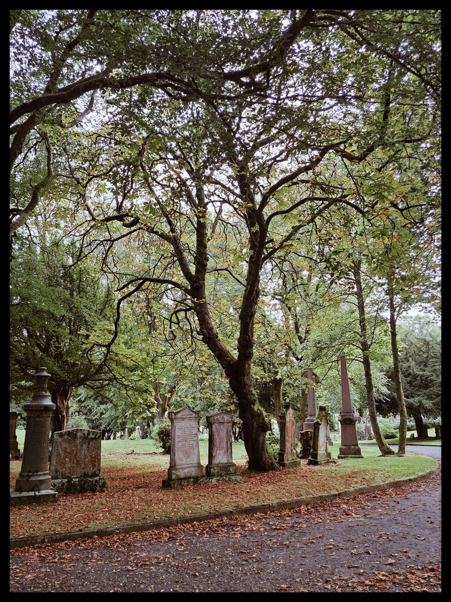 🖤🖤🖤
Autumn is definitely here...
#Cemetrees