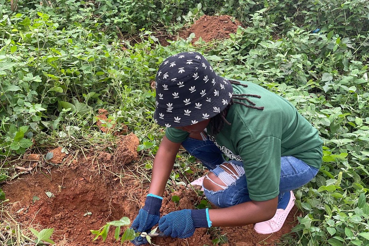 kabiran_nabirah's tweet photo. We succeeded! We rebuilt the Zoo forest! 

The team @greenfutures planted over 300 trees in the Entebbe Zoo forest with our partners @LeapAfrica and the team at @UWEC_EntebbeZoo. #PamperATree #GrowingTrees https://t.co/BfNxuR0Hr5