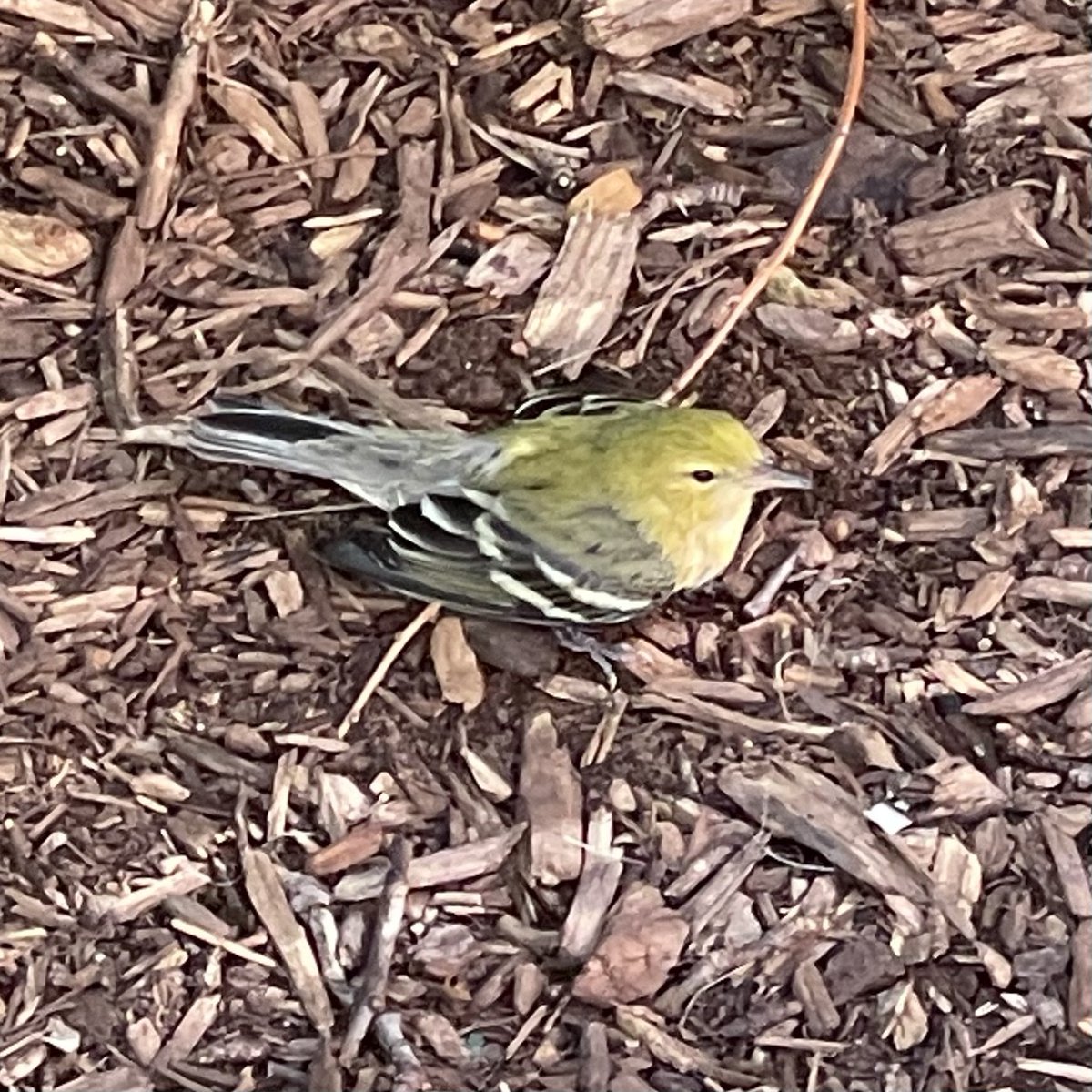 Fold02's tweet photo. Everything on the internet says to leave #lostbird alone. They seem to hop around but not fly. It’s either injured or a lost pet. Found in south loop / printers row, Chicago. If I take them home, my cats will pounce. Ideas? #lostpet #injuredbird #Chicago https://t.co/QqCeEzF98f