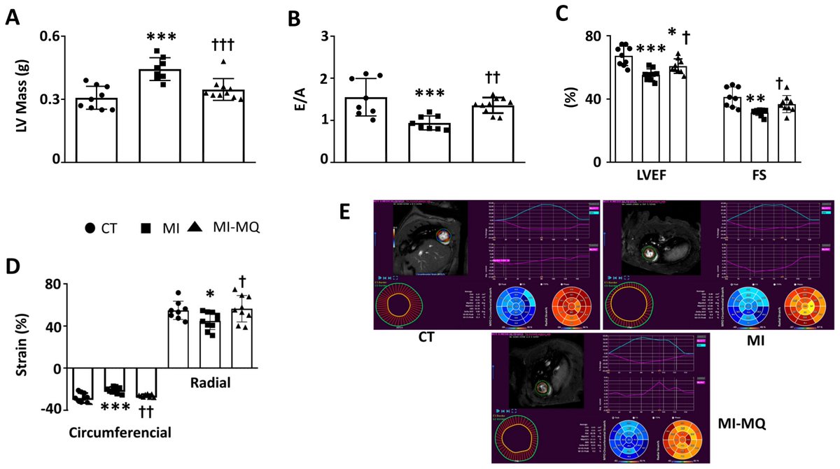 CvmeGroup's tweet photo. Mitochondrial Oxidative Stress Promotes Cardiac Remodeling in Myocardial Infarction through the Activation of Endoplasmic Reticulum Stress https://t.co/Tn1ZjayUCj #mdpiantioxidants a través de @antioxidants_OA https://t.co/E77mdfxPRw