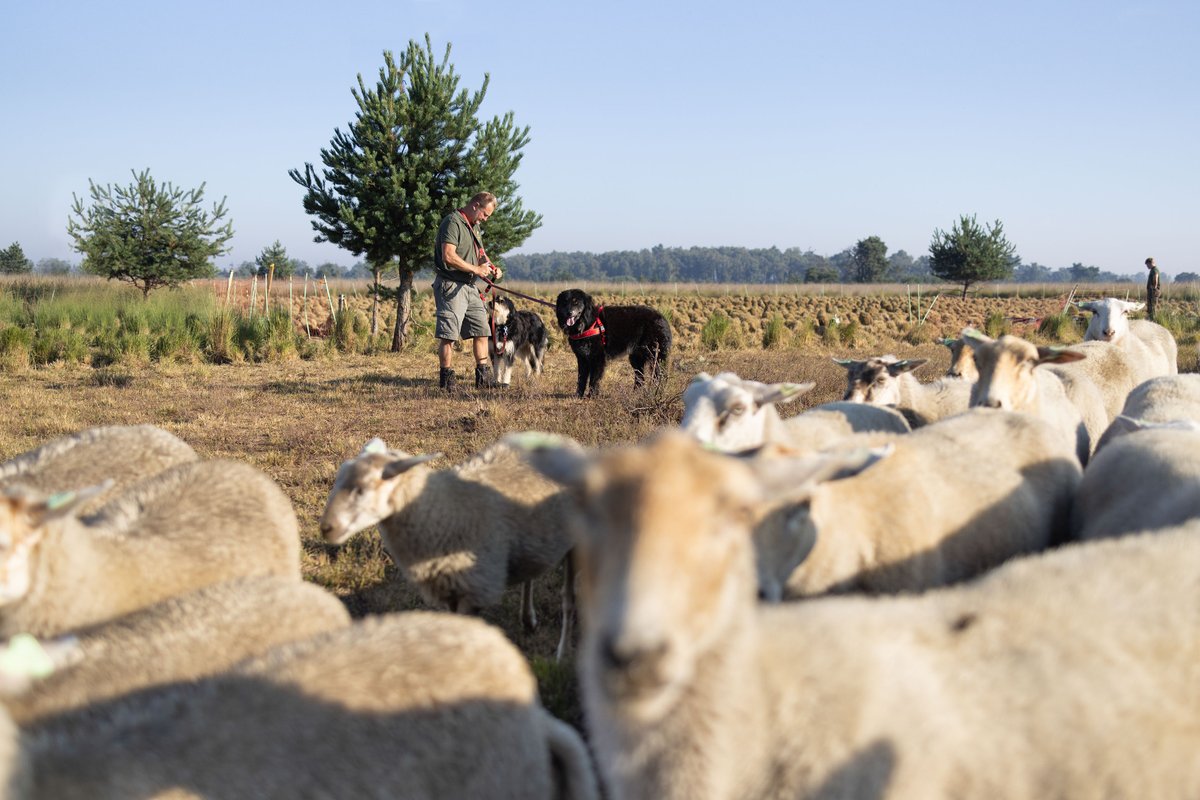 Met speciale honden de wolf op veilige afstand houden van schaapskuddes. In afgelegen Europese berggebieden werkt het; kan het ook in de Nederlandse natuur? We verkennen dat in projecten op de Veluwe, Strabrechtse Heide en De Meinweg. 👇
bit.ly/3B3T3Xj