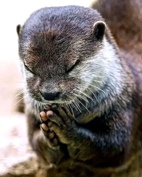 BDembeele's tweet photo. Quand tu actives '' messages éphémères'' à 24h, tous se disparaissent chez toi mais pas chez les autres !

Un jour tout s'arrête chez toi mais tes traces, mots, et tous restent chez les autres !

 RIEN N'EST ÉTERNEL, TOUT EST ÉPHÉMÈRE ! https://t.co/xdf98MzrUe