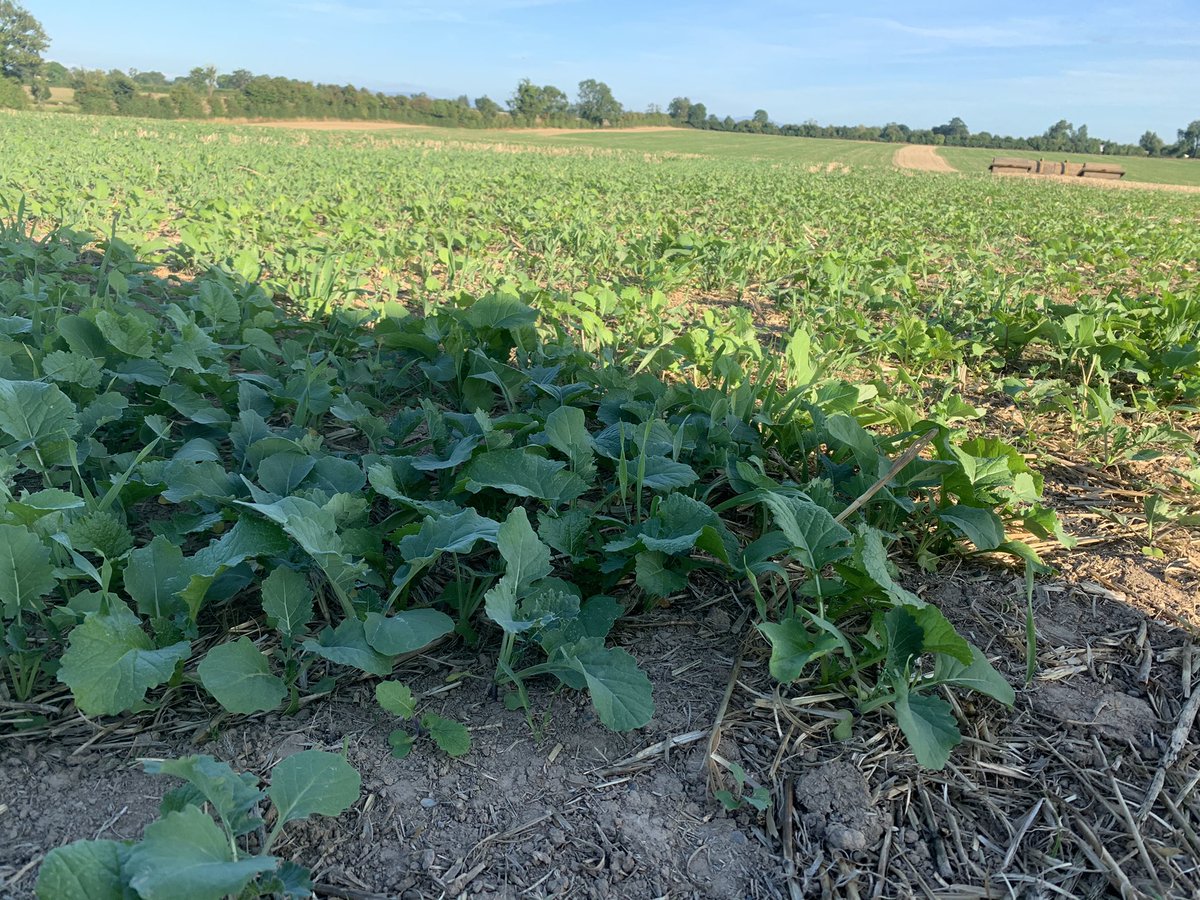 White02Andrew's tweet photo. Fodder rape/stubble mix going well considering the lack of rain https://t.co/dIsQRBoZAD