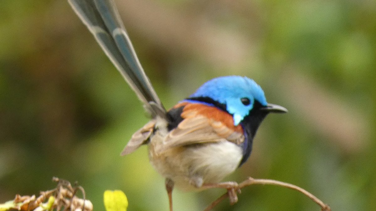 SusanMc95169694's tweet image. #fairywren 
#variegatedfairywren
#nativebird
#Australianbird