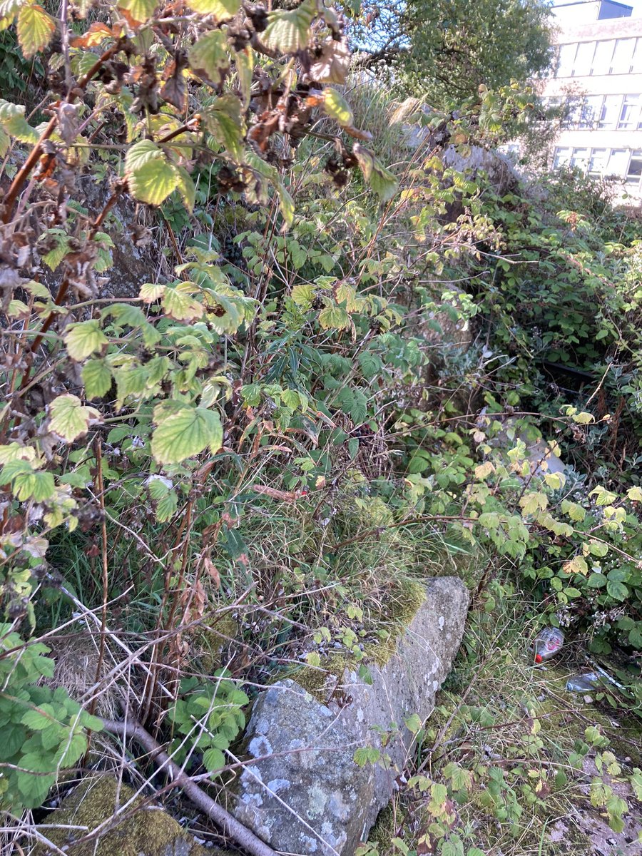Royal_High_Sch's tweet photo. We got a wee clue recently as to where one of our RHS historical mysteries might be hiding. Can you guess what we are looking for? More to follow β¦.#secretgrotto #RHS900th https://t.co/t9GbCoURFI