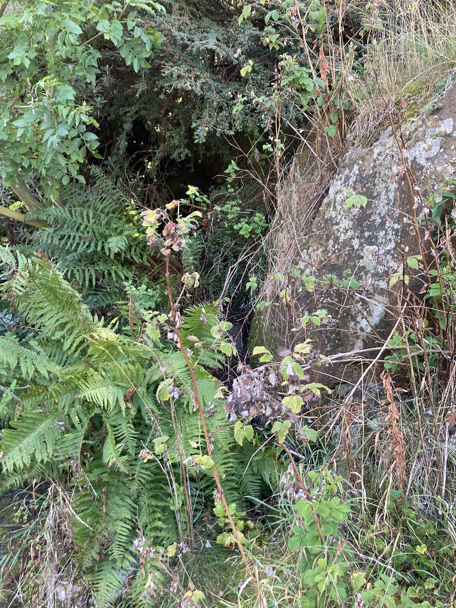 Royal_High_Sch's tweet photo. We got a wee clue recently as to where one of our RHS historical mysteries might be hiding. Can you guess what we are looking for? More to follow β¦.#secretgrotto #RHS900th https://t.co/t9GbCoURFI