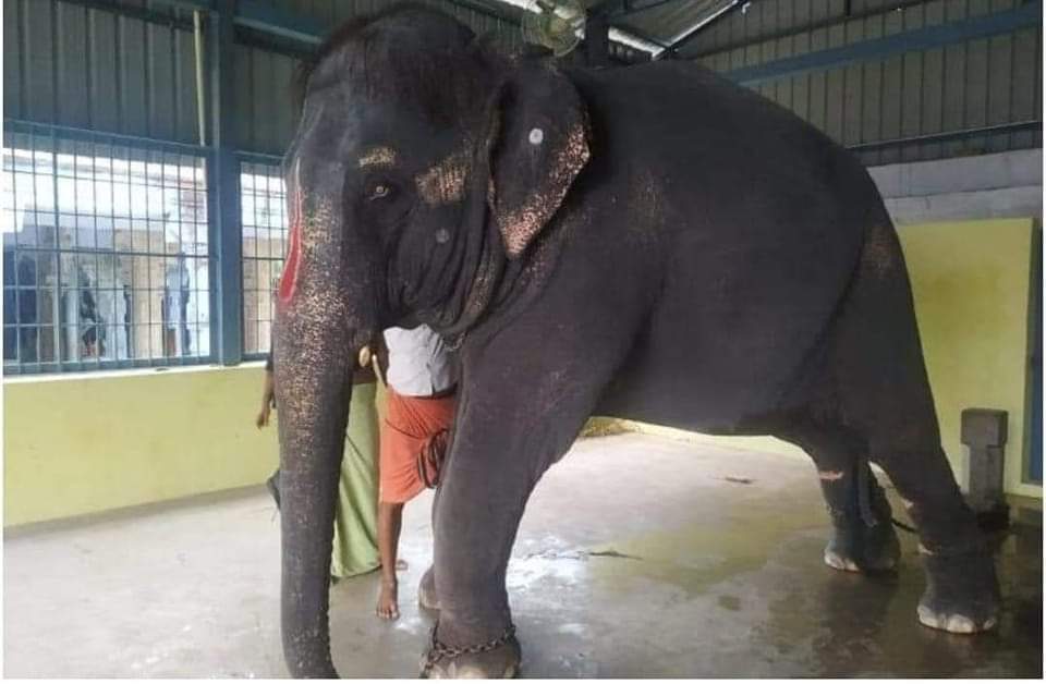 askyfofficial's tweet photo. #release_joymala 
#BringBackJoymala 
@himantabiswa 
@assamforest https://t.co/0PohLP7COh