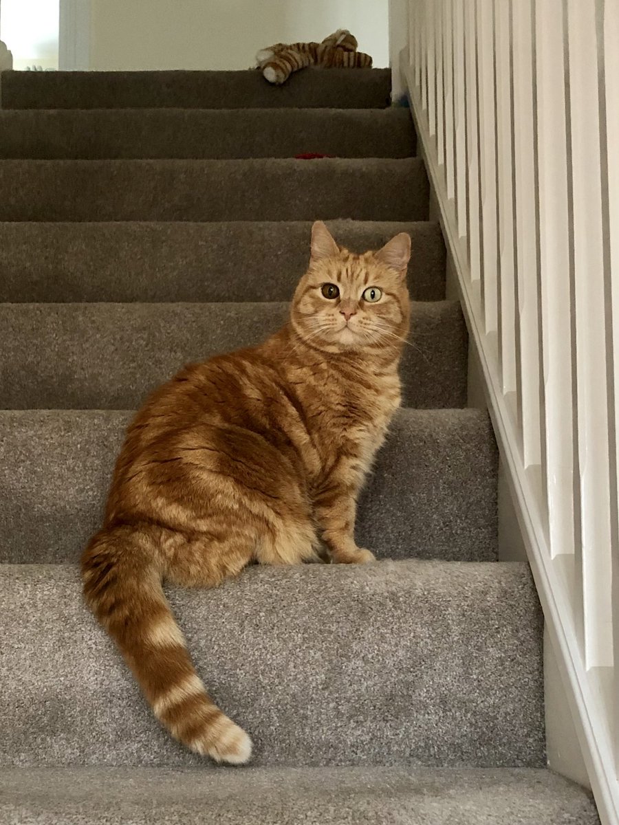 gingertomtony's tweet photo. To celebrate #GingerCatAppreciationDay here is an old one of me looking my most ginger. 🐾🧡#CatsOfTwitter https://t.co/e4wjaDntCB
