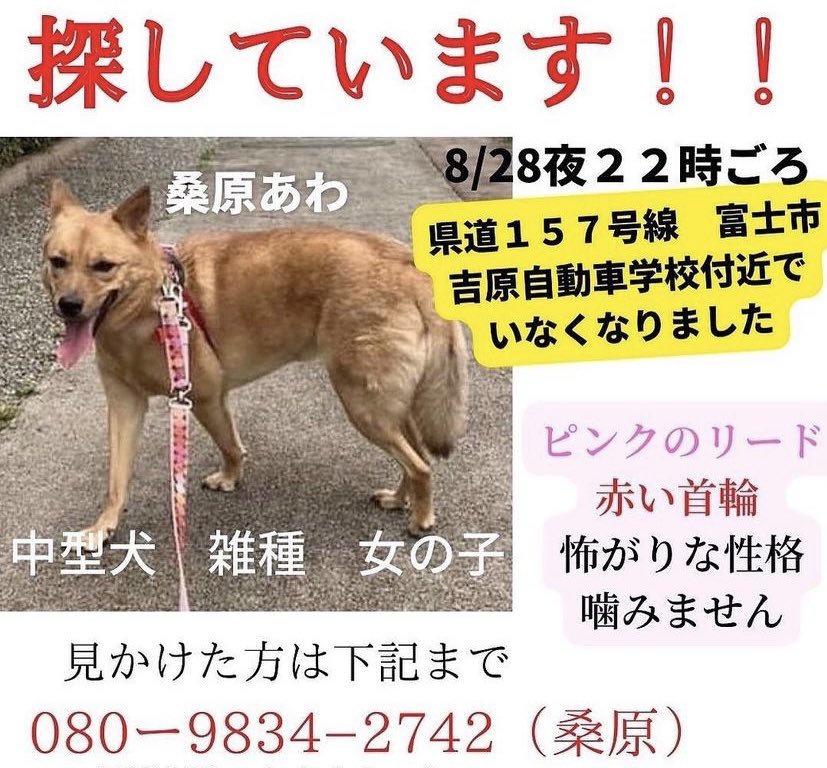 t3miles's tweet photo. おでかけの際ちょっと気にしていただけたら嬉しいです！#富士市　#富士宮市　#迷子犬　#ピンクのリード　#赤い首輪 https://t.co/XVHmkP2fyU