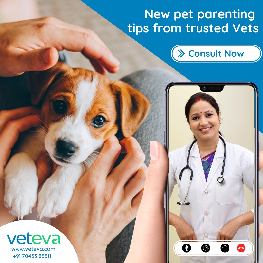 vetevacares's tweet photo. Visit https://t.co/eDAEzqj7uZ to get tips on new pet parenting from highly qualified and experienced Vets 24/7. We are here for you and your pets, be it day or night! #vet #vetonline #vetconsult #vetconsulting #vetonlineconsult #videoconsult #vetonvideo #dogmom #dogdad #catmom https://t.co/xgKdJYNklh
