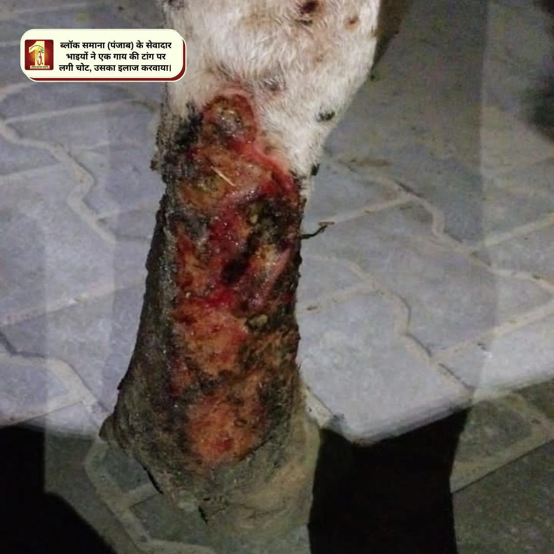 DSSNewsUpdates's tweet photo. With spirit to serve even the mute creatures, #DeraSachaSauda volunteers aided the treatment of an injured cow's wounds. Thanks to the teachings of Saint Dr. @GurmeetRamRahim Singh Ji Insan that keep DSS volunteers boosted to save all creatures. https://t.co/Wm6hVSywvJ