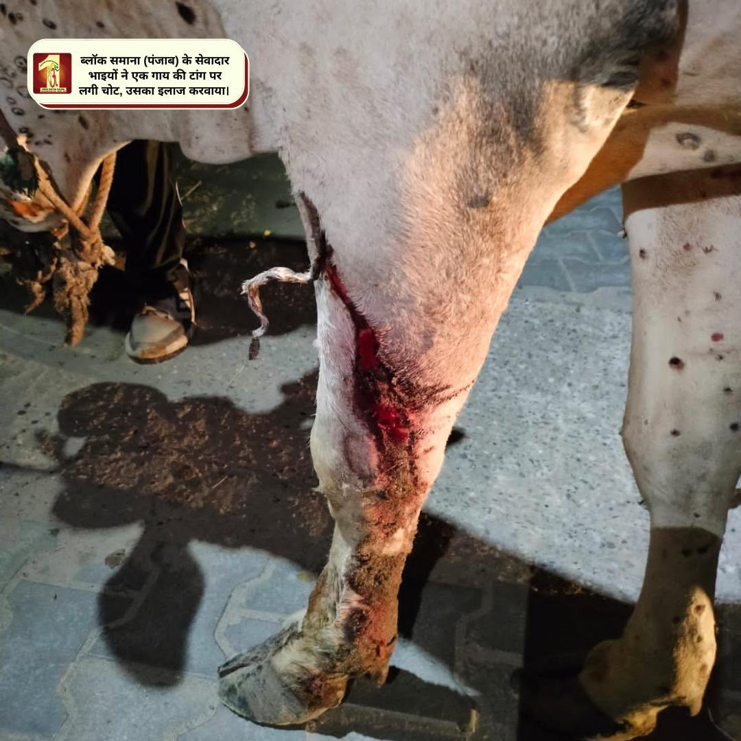 DSSNewsUpdates's tweet photo. With spirit to serve even the mute creatures, #DeraSachaSauda volunteers aided the treatment of an injured cow's wounds. Thanks to the teachings of Saint Dr. @GurmeetRamRahim Singh Ji Insan that keep DSS volunteers boosted to save all creatures. https://t.co/Wm6hVSywvJ