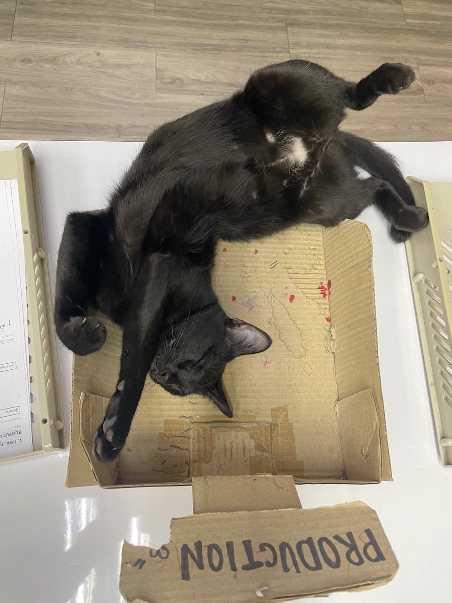 JeerasBlog's tweet image. #แมวออฟฟิศ 
อยู่ด้วยกันมามาก มีเรื่องเล่า รูปถ่ายมากมาย จนกลายมาเป็น สติ๊กเกอร์ไลน์ 

นอกจากรักแมวแล้ว ฉันยังรักตัวเองมากขึ้น และอยากพัฒนาตัวเองให้ทำอะไรได้ดียิ่งขึ้นไปอีก

อยากอุดหนุนยังไง ก็ลิ้งก์นี้ได้เลยนะคะ &amp;gt;&amp;gt; [Big Boss Cat]
line.me/S/sticker/2060…

#JeerasBlog #ทาสแมว