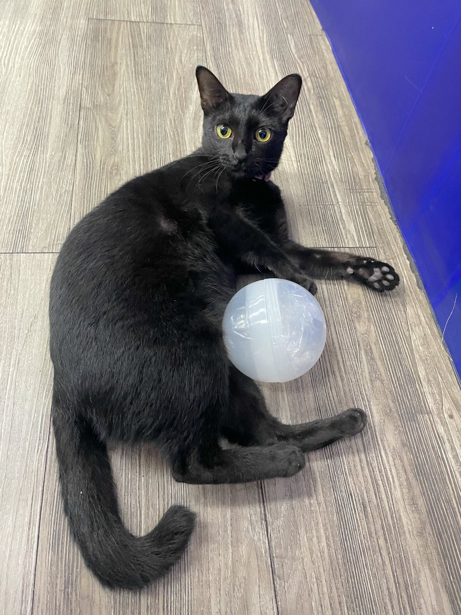 JeerasBlog's tweet image. #แมวออฟฟิศ 
อยู่ด้วยกันมามาก มีเรื่องเล่า รูปถ่ายมากมาย จนกลายมาเป็น สติ๊กเกอร์ไลน์ 

นอกจากรักแมวแล้ว ฉันยังรักตัวเองมากขึ้น และอยากพัฒนาตัวเองให้ทำอะไรได้ดียิ่งขึ้นไปอีก

อยากอุดหนุนยังไง ก็ลิ้งก์นี้ได้เลยนะคะ &amp;gt;&amp;gt; [Big Boss Cat]
line.me/S/sticker/2060…

#JeerasBlog #ทาสแมว