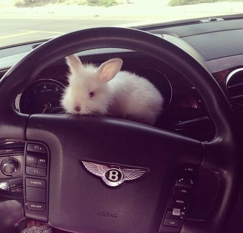 RabbitEveryHour's tweet photo. https://t.co/lYi2o8C3ug