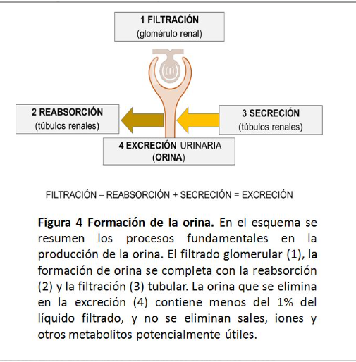 nefroaldia's tweet photo. Al glomérulo llega 1,2 l/min de sangre (filtra 5ª parte del plasma:650 ml)➡️¡En un dia los riñones filtran más de 60 veces el plasma pero la orina contiene < 1% filtrado y sin sales, iones y metabolitos últiles! ¿Cómo lo hace?
https://t.co/9uIU1HxUmV 
@UAHes @unicomplutense https://t.co/0g6kXIiymV