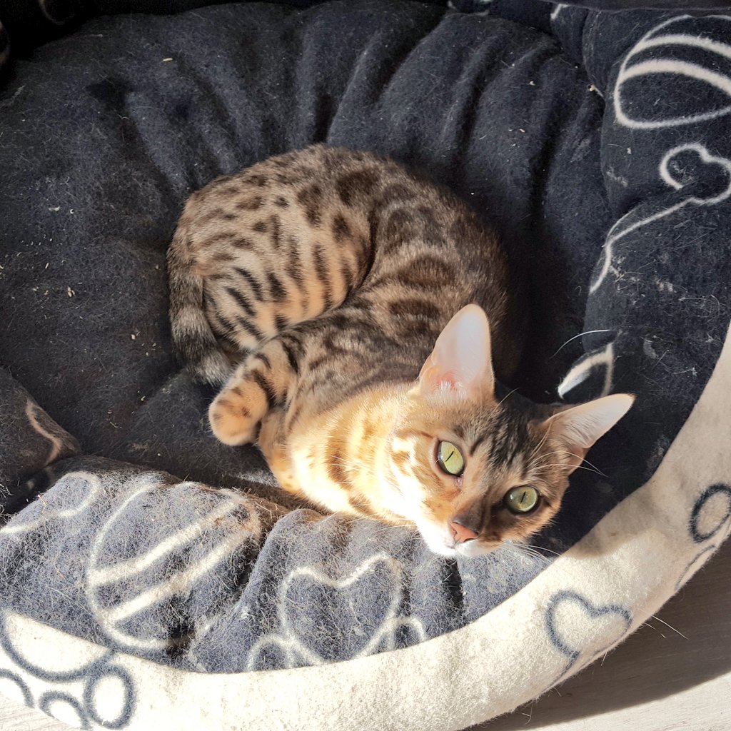 Didi, Carisma, Lobsang & Mort tweet media