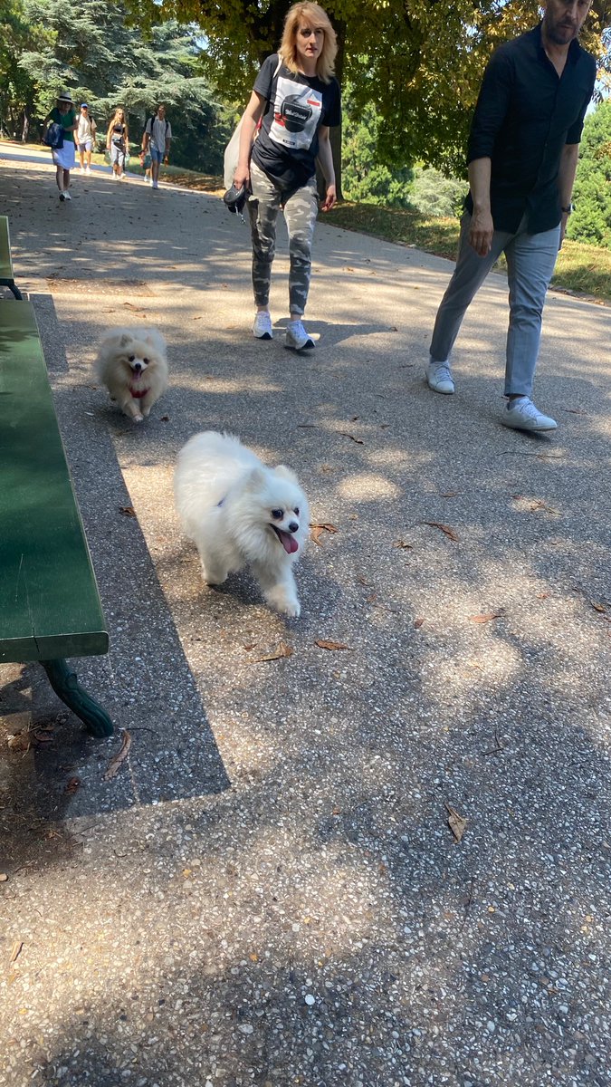 DOG WAT I SAW tweet media