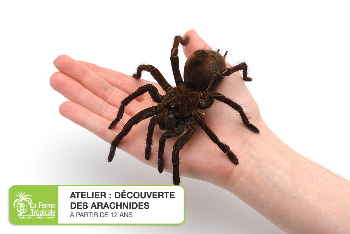 FermeTropicale's tweet photo. Participez à un atelier en magasin pour découvrir le monde des araignées, de leurs habitudes de vie à leur maintien en terrarium, tout en amadouant les phobiques ! 

Prochaine date le dimanche 25 septembre : https://t.co/Qqh4FhdRGu https://t.co/KtvYLYaeTi