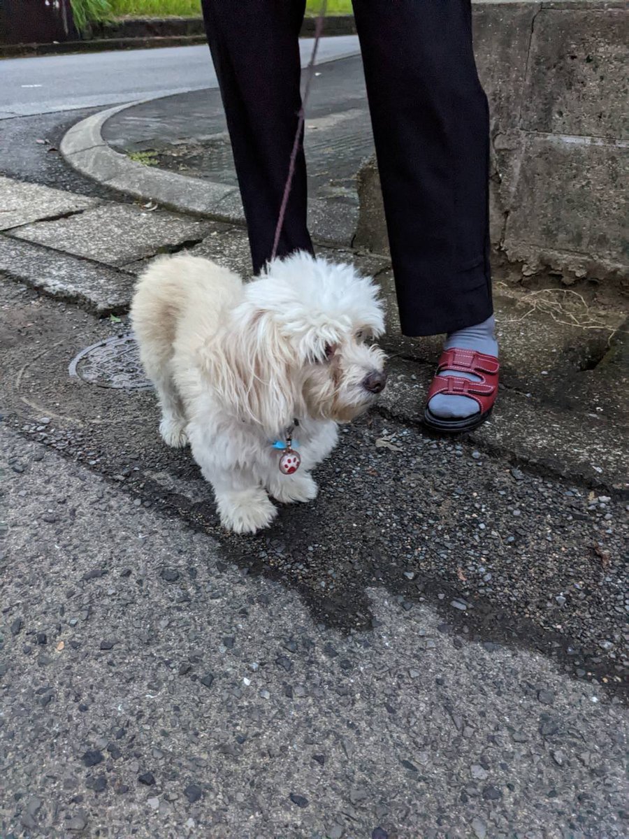 okurato's tweet photo. 有田町で迷子の犬を探しているいる方いませんか…青い首輪をしていて、全然吠えない人懐っこい犬です。赤坂団地で発見。犬を探している人いないかな⁇とあたりを探してみたんだけど見当たらず…ちょっと遠くからきたのかも… https://t.co/cLfpwdRgAo