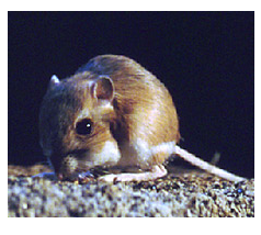 ICB_journal's tweet photo. Gut #Microbial #Ecology of Five Species of #Sympatric Desert #Rodents in Relation to #Herbivorous and #Insectivorous #Feeding Strategies
by @KevinDKohl , @Nickthyologist et al
https://t.co/VajOYUIblA https://t.co/hGeVHA8YCA