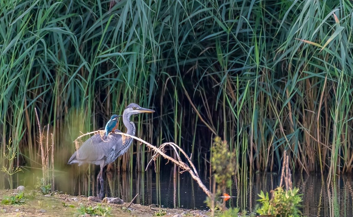 SimonRidley14's tweet photo. Not often you see a #kingfisher  &amp; a #Heron so close together. I am glad i was there to #photograph it. #conkernaturepotd @uk_nikon @UKNikon @Conkernaturemag @AP_Magazine #nature #photo #TwitterNatureCommunity #TwitterNaturePhotography #wildlife #photographynews https://t.co/dUxUMDqsRQ