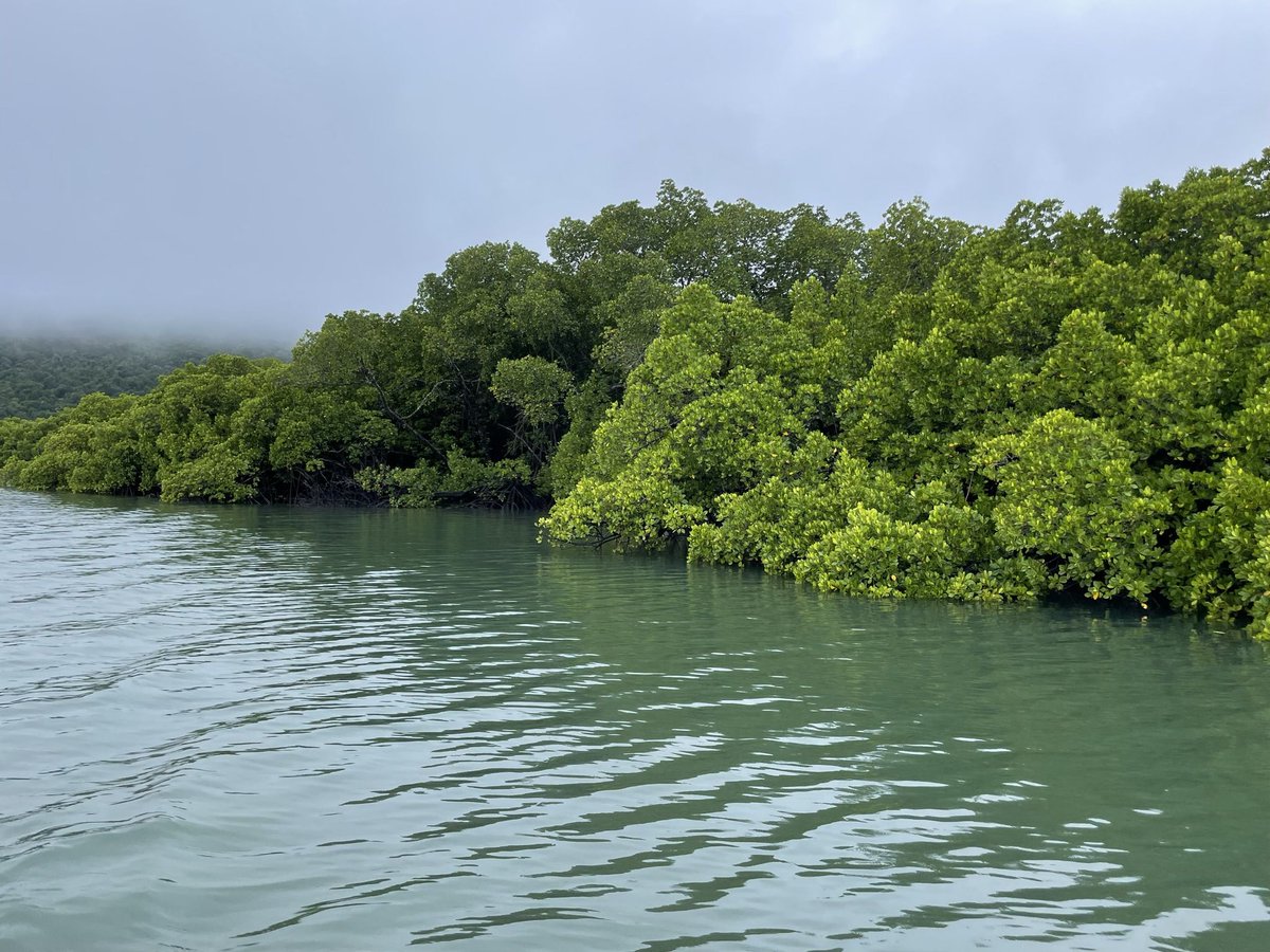 MangroveWatch tweet media