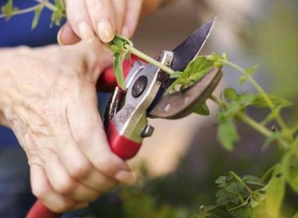 Creativ_Portal's tweet image. Лучшие садовые секаторы для обрезки кустарников 2022 👍
Каждую весну владельцы земельных участков обрезают кустарники и деревья, чтобы увеличить плодоношени #Новинки  #Садовые #Секаторы #Рейтинг #обзор

creativportal.ru/luchshie-sadov…