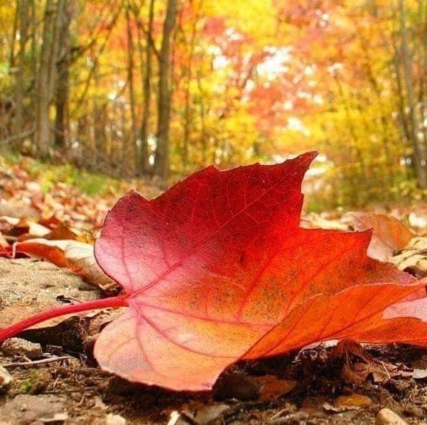 "Eylül de geldi çattı..
Kapıyı bile vurmadan geliyor.
Hüzün ayıdır Eylül.​
Ama biz çok gördük bu sene
hüzünleri...
Sen yapma bari Eylül..
Yapraklarını dökerken,
ağlatma!
Güldür bizi..
Sararma...
Bütün yaz yesillenemedik,
Sen bizi sarılara boyayıp
darlatma. 🍁🍂 #Eyluel
#Persembe