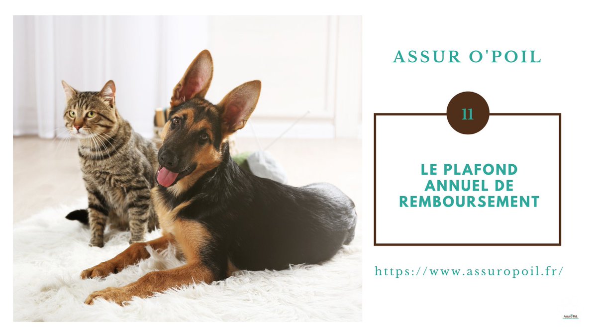 Assur O'Poil 🐶 🐱 tweet media