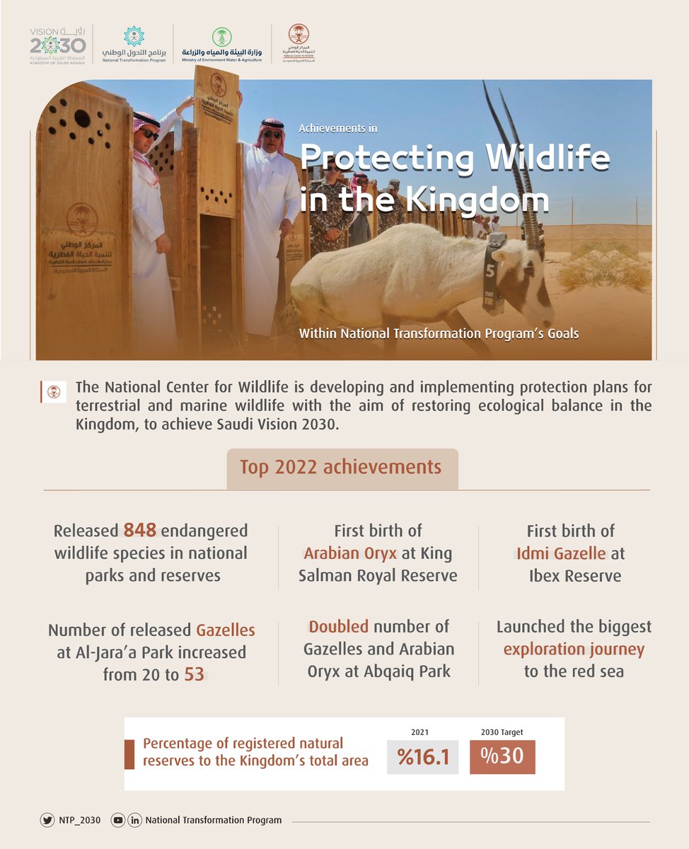 NTP_2030's tweet photo. The National Center for Wildlife released +800 endangered wildlife species in national parks and reserves in 2022.
 
Within #NationalTransformationProgram initiatives led by the Ministry of Environment, Water &amp; Agriculture.
 
#SaudiVision2030 https://t.co/AF0WFwwWYc