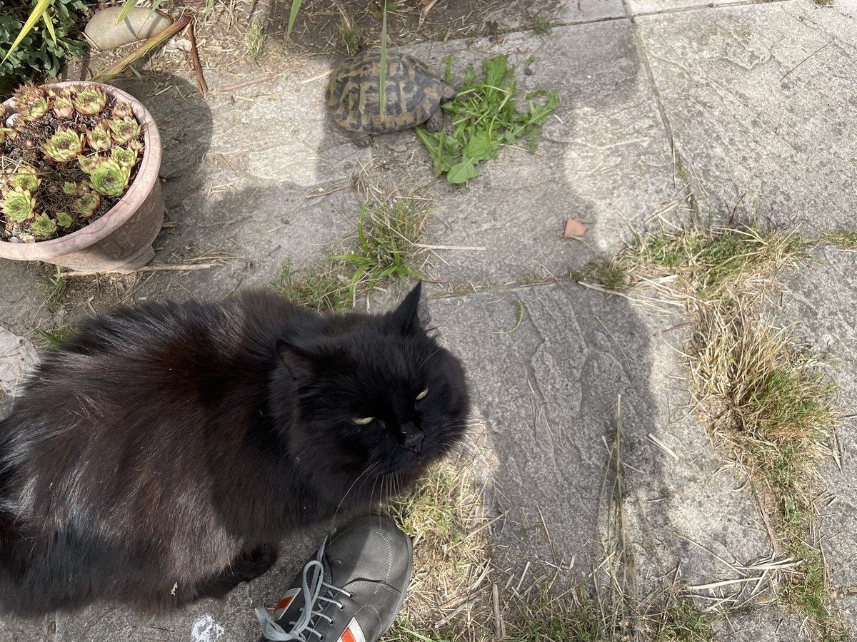 shaunyoung_'s tweet photo. Keeping an eye on the neighbours 🐢’s and the #floofcat Charlie from her neighbours paid a visit, ‘Speedy’ decided to enjoy his fresh dandelion leaves ‘al fresco’ while ‘Lady J’ enjoyed hers sedately in the greenhouse 🐢🍃🐱🤗🙂 #TortoiseLife #Tortoise #Cat #CallMeDrDoolittle https://t.co/6r0e2QGMPz
