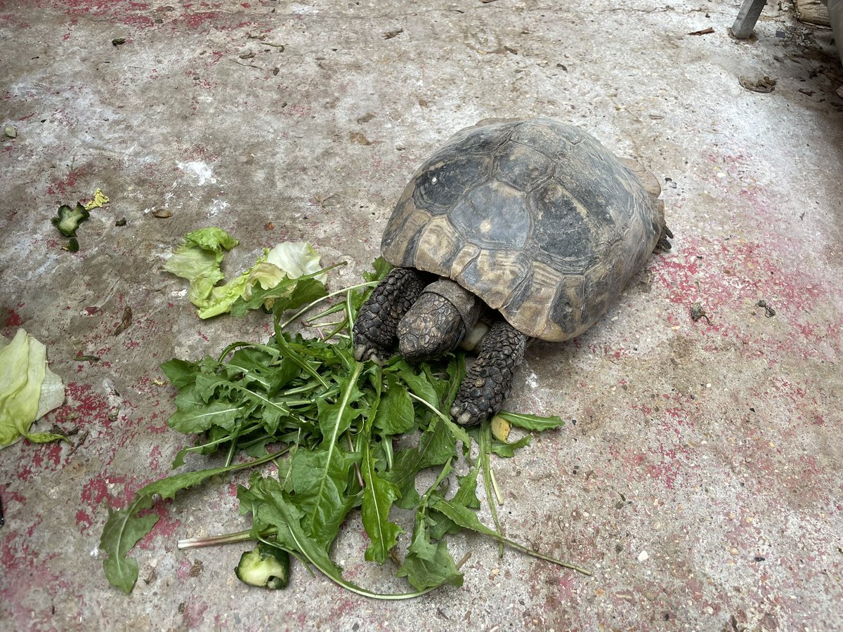 shaunyoung_'s tweet photo. Keeping an eye on the neighbours 🐢’s and the #floofcat Charlie from her neighbours paid a visit, ‘Speedy’ decided to enjoy his fresh dandelion leaves ‘al fresco’ while ‘Lady J’ enjoyed hers sedately in the greenhouse 🐢🍃🐱🤗🙂 #TortoiseLife #Tortoise #Cat #CallMeDrDoolittle https://t.co/6r0e2QGMPz