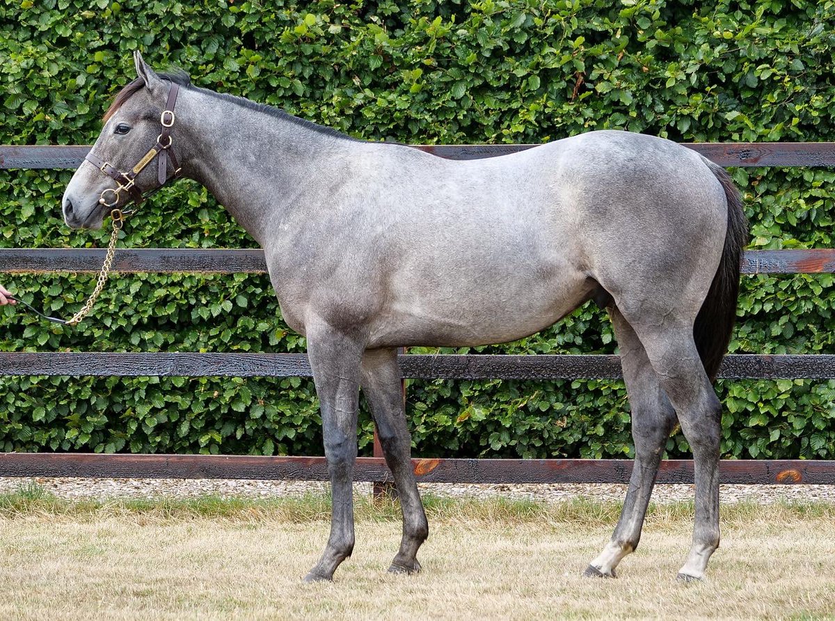 Zvari4's tweet photo. Three lovely yearlings heading to the @Tattersalls1766 Somerville sale from @CarisbrookeStud 

🎥 All have conformation videos, which are available online to view at https://t.co/IzbtrPnKrO

📸 1 - Lot 42
📸 2 - Lot 252
📸 3 - Lot 178 https://t.co/QIAudEk75T