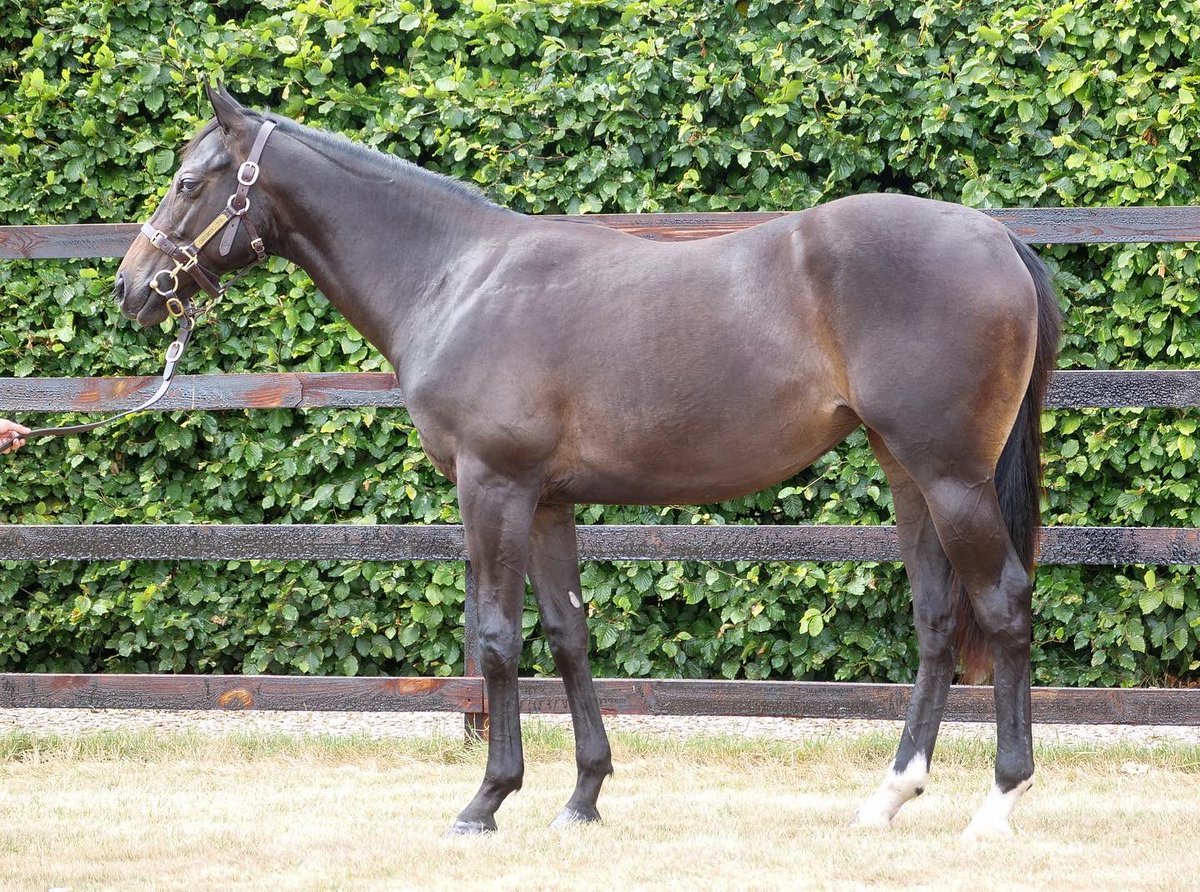 Zvari4's tweet photo. Three lovely yearlings heading to the @Tattersalls1766 Somerville sale from @CarisbrookeStud 

🎥 All have conformation videos, which are available online to view at https://t.co/IzbtrPnKrO

📸 1 - Lot 42
📸 2 - Lot 252
📸 3 - Lot 178 https://t.co/QIAudEk75T