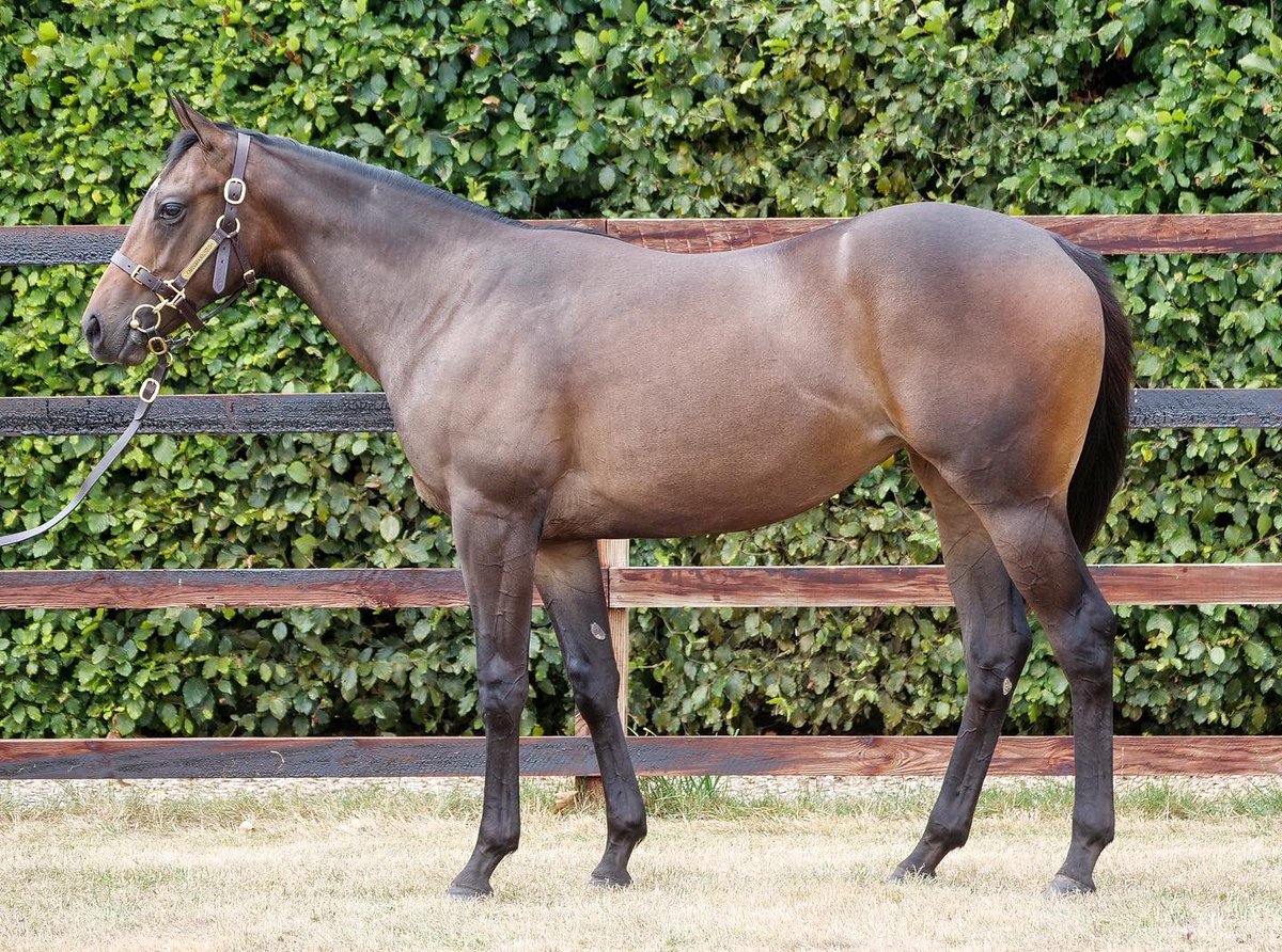 Zvari4's tweet photo. Three lovely yearlings heading to the @Tattersalls1766 Somerville sale from @CarisbrookeStud 

🎥 All have conformation videos, which are available online to view at https://t.co/IzbtrPnKrO

📸 1 - Lot 42
📸 2 - Lot 252
📸 3 - Lot 178 https://t.co/QIAudEk75T