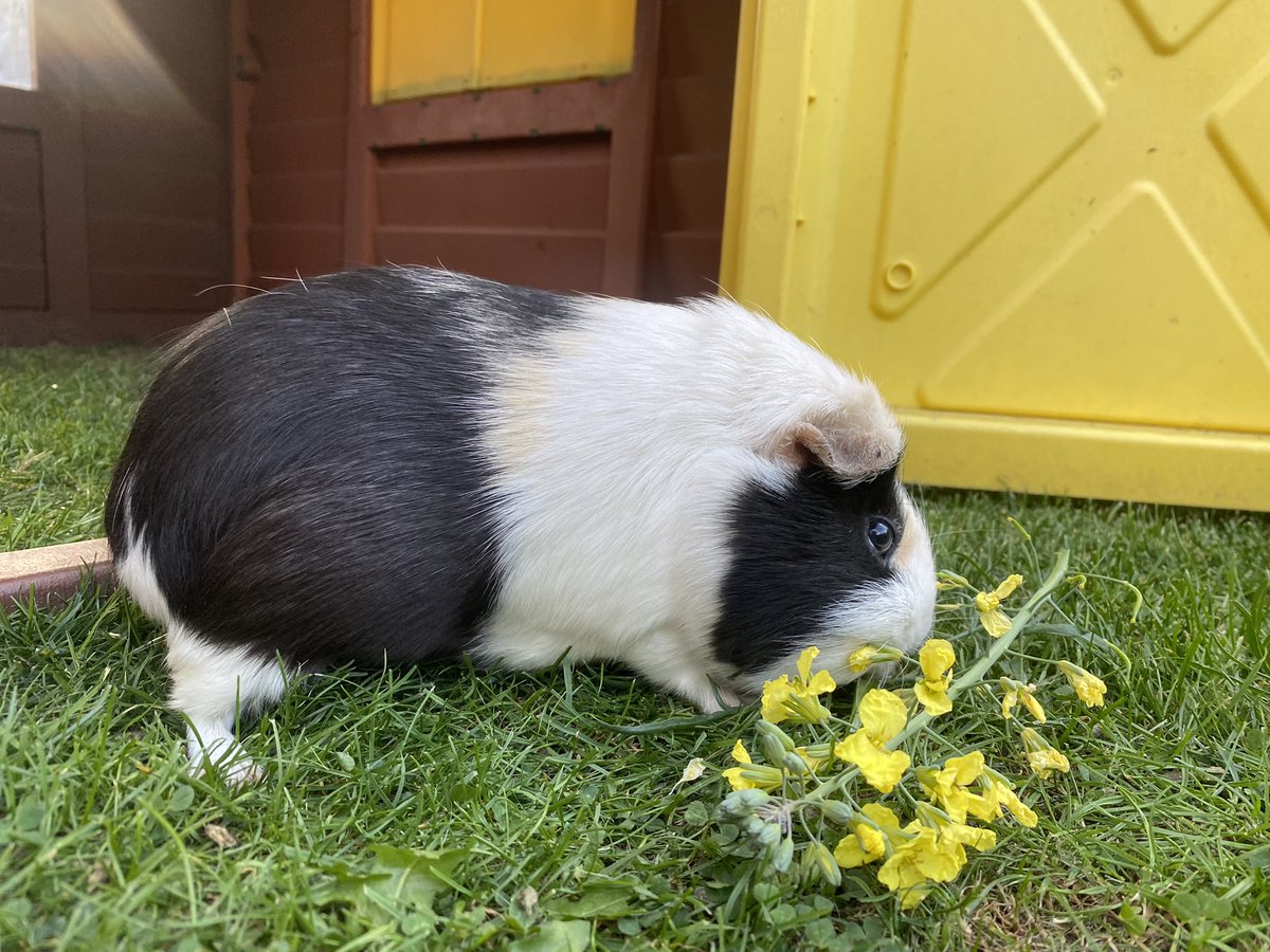 Willow enjoying #purplebrocolli flowers. #vegetables #brocolli #garden #guineapig #summer