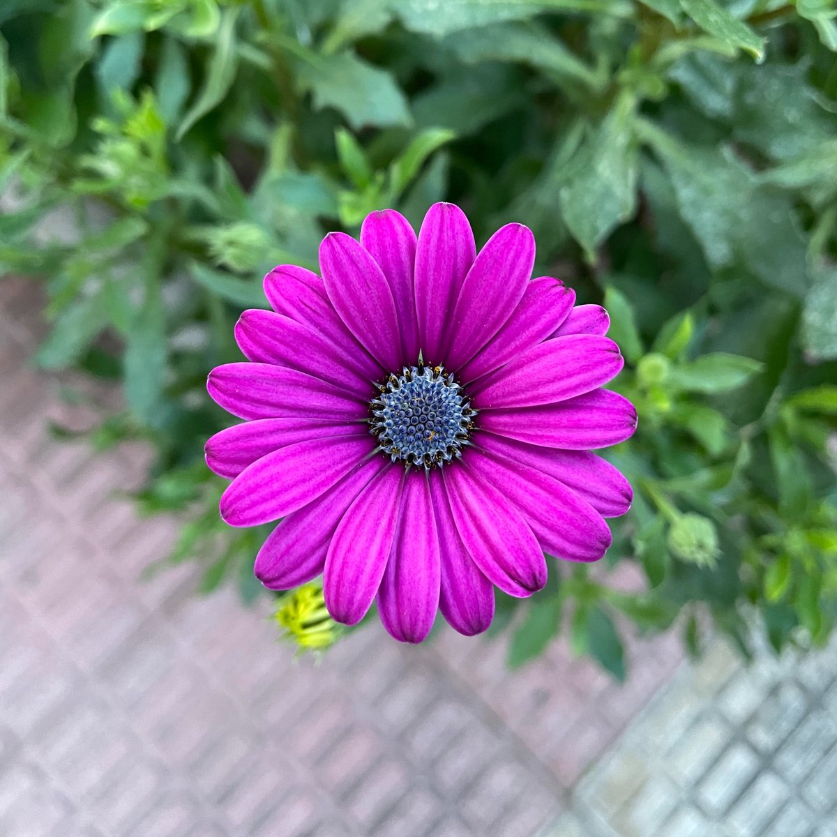 Visual Art NFT tweet media