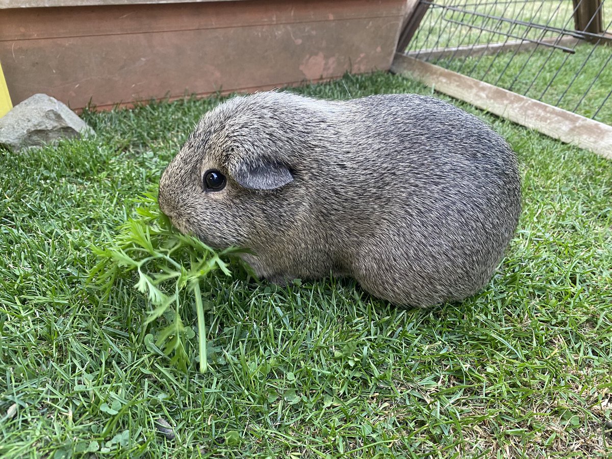 Bella enjoy some fresh #carrot tops. Full of vitamins and tasty. #vegetarian #guineapig #garden #organic #summer