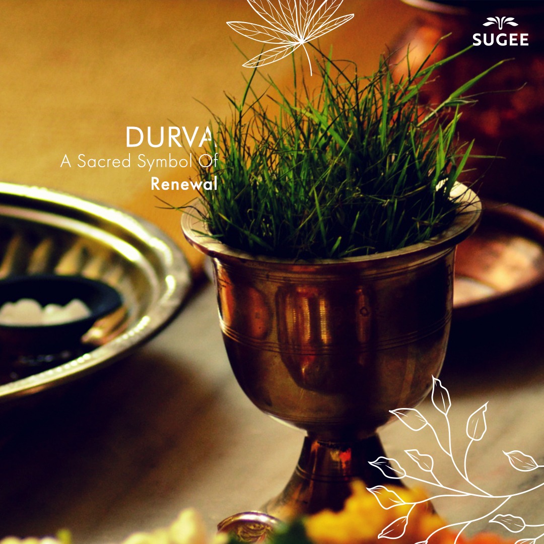 SugeeGroup's tweet photo. Ganesh Chaturthi Rituals: 

Durva, the powerful symbol of renewal and prosperity. It is offered to Lord Ganesha during the puja to draw the divine’s energy as blessings.

#GaneshChaturthiRituals #GaneshChaturthi #Ganapati #Ganesha #Durva #Rituals #SugeeGroup #Celebrations https://t.co/uRDu2UvQ9K