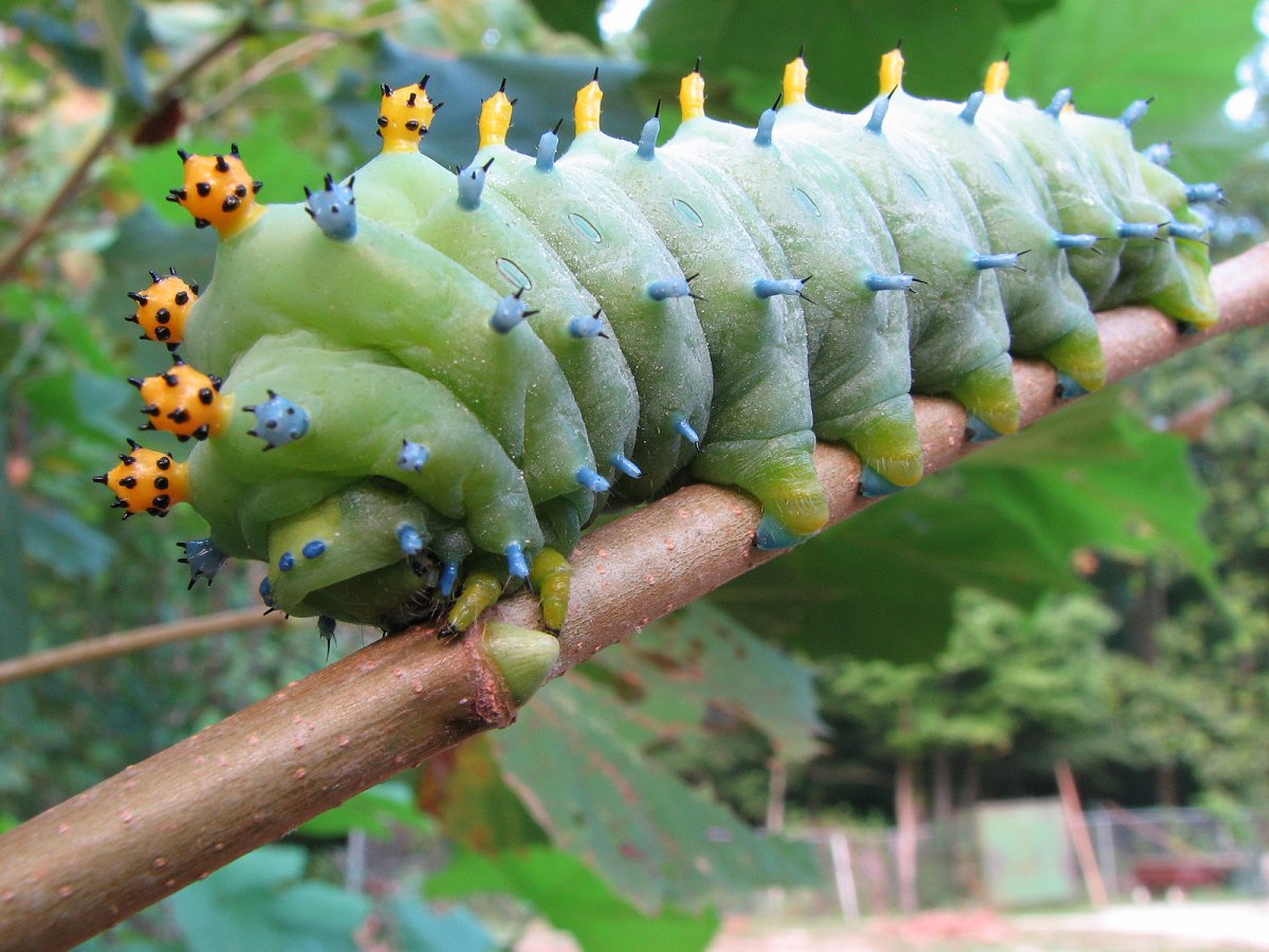 AnimalFactHub's tweet photo. The Cecropia silkmoth (Hyalophora cecropia) is the largest native moth to North America with females having a span of over 16cm

Their larvae have a sweet tooth because they are mainly found on maple trees

#animals #facts https://t.co/5lvfIm4ANw