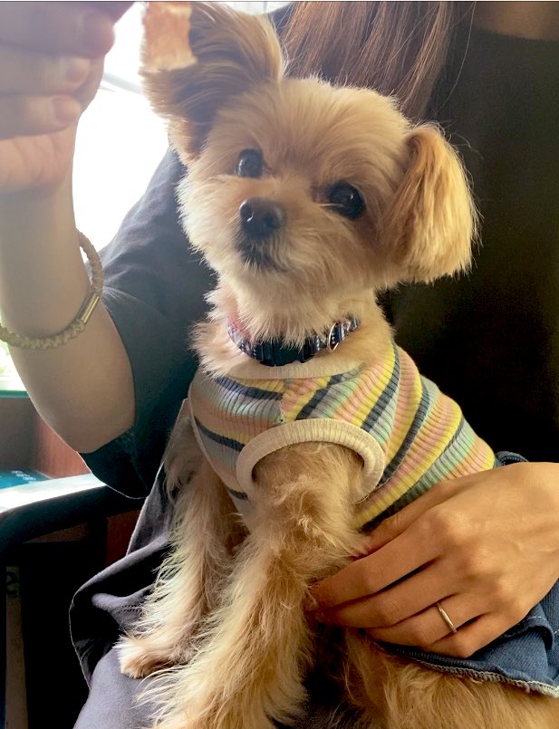 トヨタシエンタのcmの犬の種類は 名前はちょうじゅうろう君でタレント犬 来週はきっと晴れ