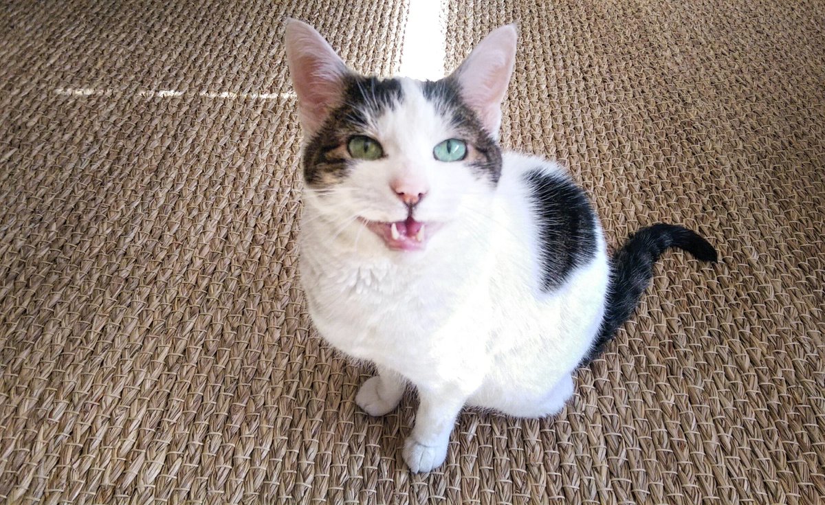 OliverSoho's tweet photo. We said our final goodbye to Oliver on Tuesday night. We'll miss you, little boy. https://t.co/aFMytWRSyv